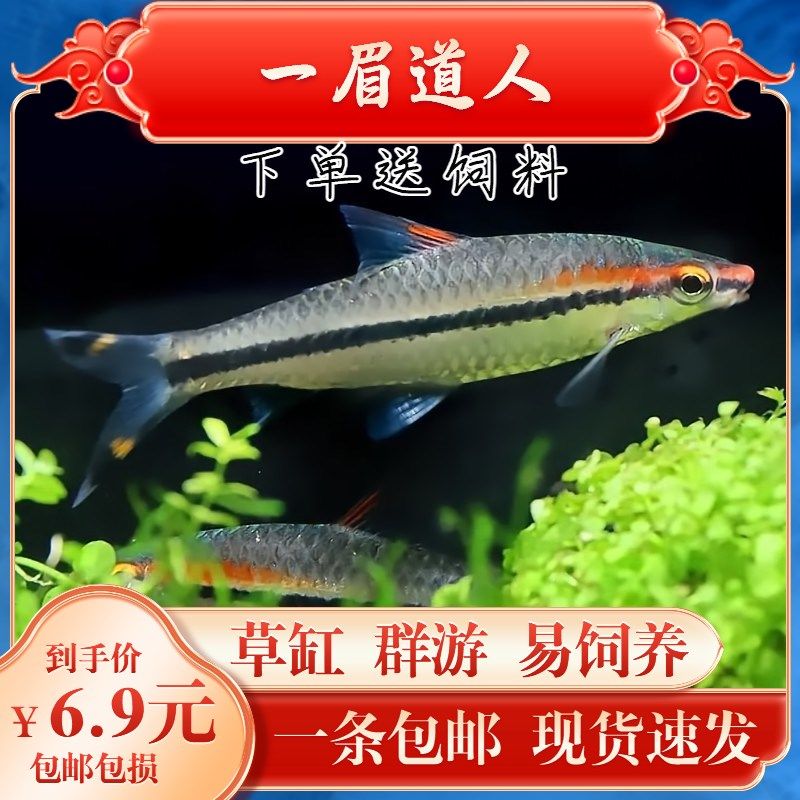 印尼紅龍魚怎么養殖方法和技術視頻(印尼紅龍魚怎么養殖方法和技術視頻大全)