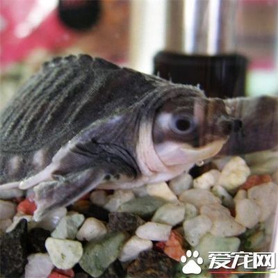 豬鼻龜野生和人工飼養(yǎng)的區(qū)別：豬鼻龜人工繁殖和野生的區(qū)別 豬鼻龜野生和人工飼養(yǎng)的區(qū)別：豬鼻龜人工繁殖和野生的區(qū)別 豬鼻龜百科 第4張