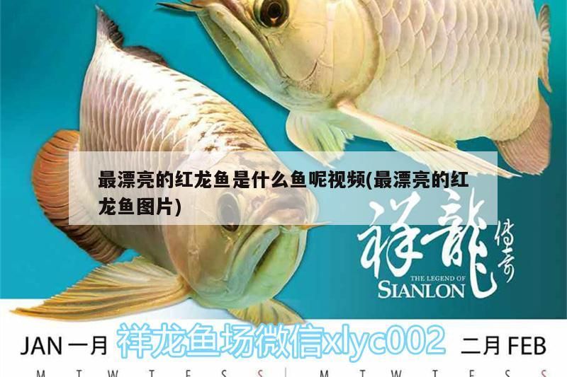 最漂亮的紅龍魚是什么魚呢視頻(最漂亮的紅龍魚圖片) 最漂亮的紅龍魚是什么魚呢視頻(最漂亮的紅龍魚圖片) 魚缸百科 第2張