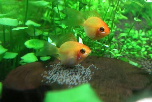 最貴的雷龍魚是什么魚圖片：探尋水族世界中的天價傳奇，最貴雷龍魚之謎