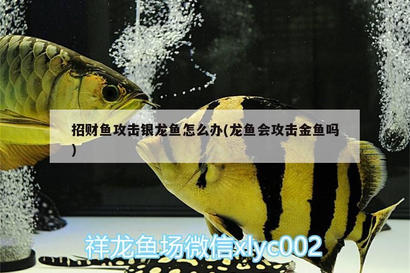 招財魚攻擊銀龍魚怎么辦(龍魚會攻擊金魚嗎)