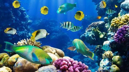 水族館算什么行業類別（水族館動物保護成功故事）