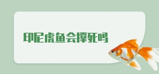 虎魚會不會撐死：虎魚不會因為過度進食而撐死，飼養(yǎng)者應遵循適量喂食原則 虎魚會不會撐死：虎魚不會因為過度進食而撐死，飼養(yǎng)者應遵循適量喂食原則 虎魚百科 第3張