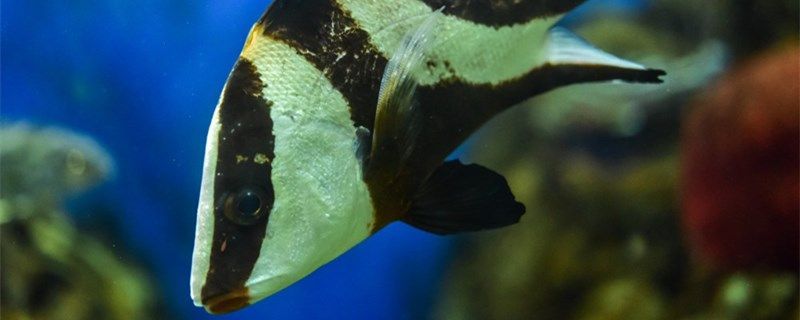 魚失鰾可以自己恢復嗎如何預防失鰾癥