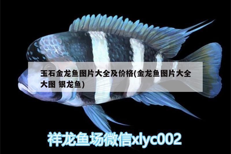 玉石金龍魚圖片大全及價格(金龍魚圖片大全大圖銀龍魚)
