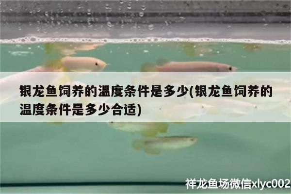 銀龍魚飼養(yǎng)的溫度條件是多少(銀龍魚飼養(yǎng)的溫度條件是多少合適)