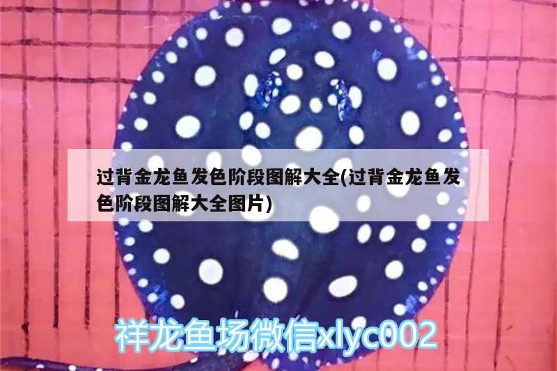 過背金龍魚發(fā)色階段圖解大全(過背金龍魚發(fā)色階段圖解大全圖片) 金龍魚百科 第3張 過背金龍魚發(fā)色階段圖解大全(過背金龍魚發(fā)色階段圖解大全圖片) 過背金龍魚發(fā)色階段圖解大全(過背金龍魚發(fā)色階段圖解大全圖片) 金龍魚百科 第3張