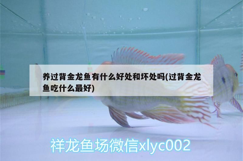 養過背金龍魚有什么好處和壞處嗎(過背金龍魚吃什么最好) 金龍魚百科 第3張 養過背金龍魚有什么好處和壞處嗎(過背金龍魚吃什么最好) 養過背金龍魚有什么好處和壞處嗎(過背金龍魚吃什么最好) 金龍魚百科 第3張