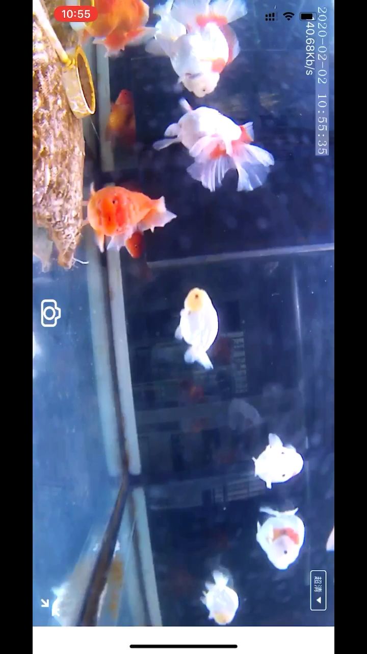 遠程看看魚