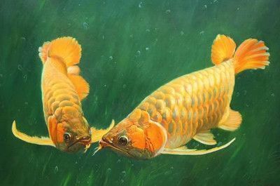 金龍魚不吃食怎么辦用青大霉素可以嗎：金龍魚不吃食可能是由多種原因造成的，如何判斷金龍魚水質是否合適 金龍魚不吃食怎么辦用青大霉素可以嗎：金龍魚不吃食可能是由多種原因造成的，如何判斷金龍魚水質是否合適 金龍魚百科 第6張