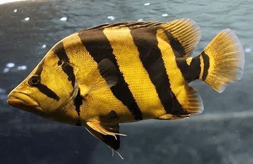 虎魚病后飲食調整方法,虎魚在患病后飲食調整是治療過程中的重要環節,虎魚疾病預防日常管理技巧 虎魚百科 第5張 虎魚病后飲食調整方法,虎魚在患病后飲食調整是治療過程中的重要環節,虎魚疾病預防日常管理技巧 虎魚病后飲食調整方法,虎魚在患病后飲食調整是治療過程中的重要環節,虎魚疾病預防日常管理技巧 虎魚百科 第5張