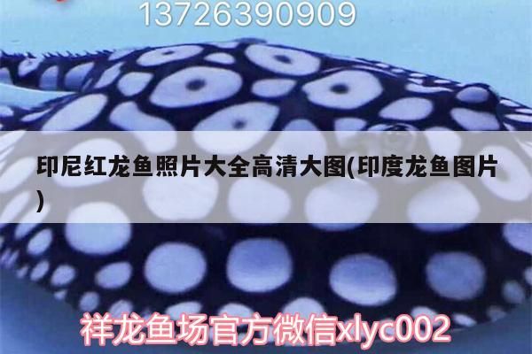 印尼紅龍魚照片大全高清大圖(印度龍魚圖片)