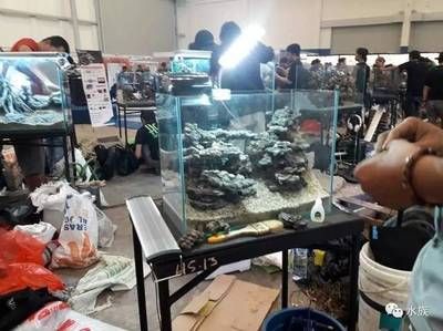 2024年水族展會時間及地點:2024年兩個與水族相關的展會時間和地點 魚缸百科 第4張 2024年水族展會時間及地點:2024年兩個與水族相關的展會時間和地點 2024年水族展會時間及地點:2024年兩個與水族相關的展會時間和地點 魚缸百科 第4張