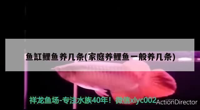 金龍魚總往魚缸下面游動,金龍魚在魚缸底部頻繁游動怎么辦 魚缸百科 第4張 金龍魚總往魚缸下面游動,金龍魚在魚缸底部頻繁游動怎么辦 金龍魚總往魚缸下面游動,金龍魚在魚缸底部頻繁游動怎么辦 魚缸百科 第4張