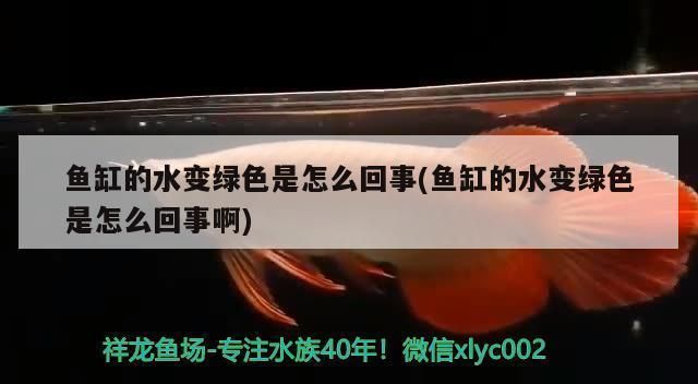 金龍魚總往魚缸下面游動,金龍魚在魚缸底部頻繁游動怎么辦 魚缸百科 第6張 金龍魚總往魚缸下面游動,金龍魚在魚缸底部頻繁游動怎么辦 金龍魚總往魚缸下面游動,金龍魚在魚缸底部頻繁游動怎么辦 魚缸百科 第6張