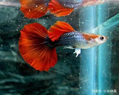 剛出生的小魟魚水溫多少度合適：剛出生的小魟魚對(duì)于水溫的變化非常敏感，需要穩(wěn)定且適宜的水溫環(huán)境
