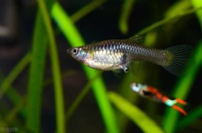 剛出生的小魟魚水溫多少度合適：剛出生的小魟魚對于水溫的變化非常敏感，需要穩定且適宜的水溫環境