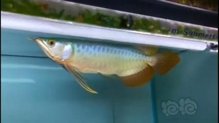 大湖紅龍魚對比印尼紅龍魚哪個貴些：大湖紅龍魚與印尼紅龍魚市場價格波動原因大湖紅龍魚價格波動原因