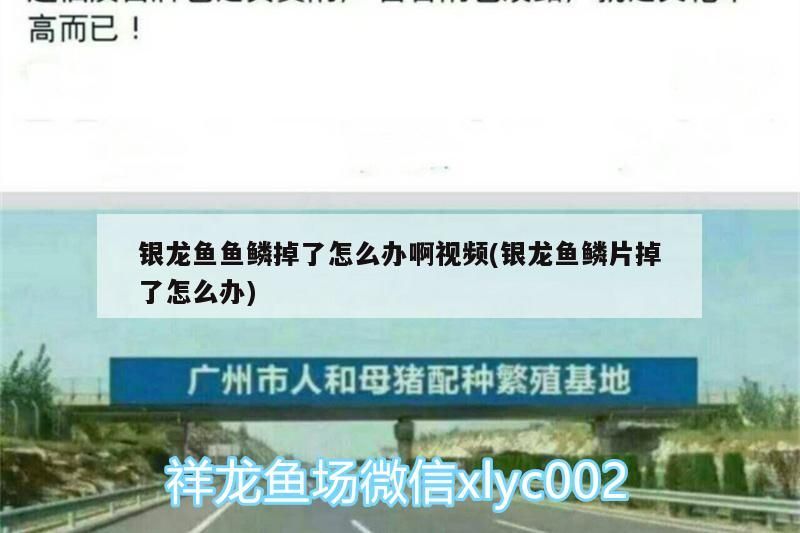 銀龍魚魚鱗掉了怎么辦啊視頻(銀龍魚鱗片掉了怎么辦) 銀龍魚魚鱗掉了怎么辦啊視頻(銀龍魚鱗片掉了怎么辦) 銀龍魚百科 第3張