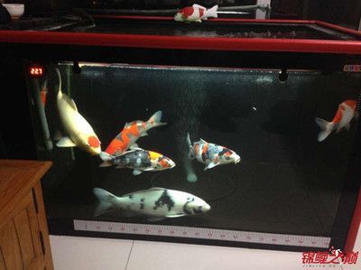 60cm的魚缸能養錦鯉嗎 60cm的魚缸能養錦鯉嗎 魚缸百科 第1張
