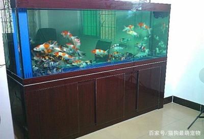 60cm的魚缸能養錦鯉嗎 60cm的魚缸能養錦鯉嗎 魚缸百科 第3張