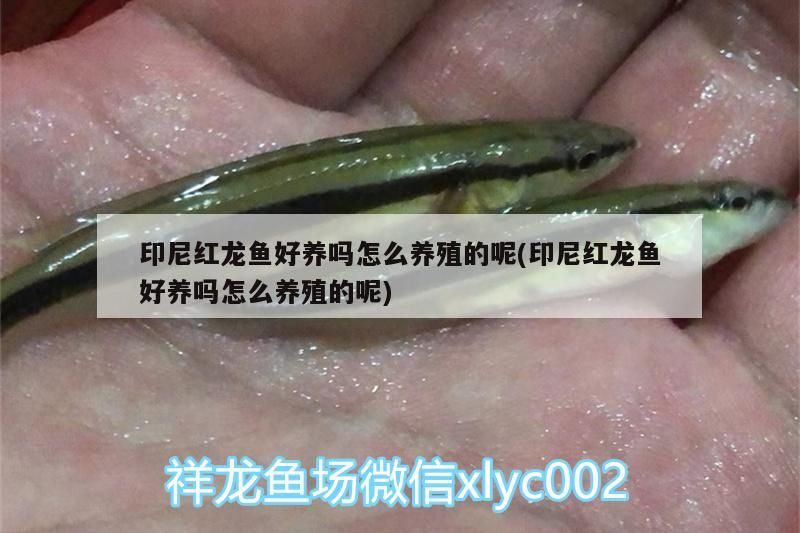 印尼紅龍魚(yú)好養(yǎng)嗎怎么養(yǎng)殖的呢(印尼紅龍魚(yú)好養(yǎng)嗎怎么養(yǎng)殖的呢)