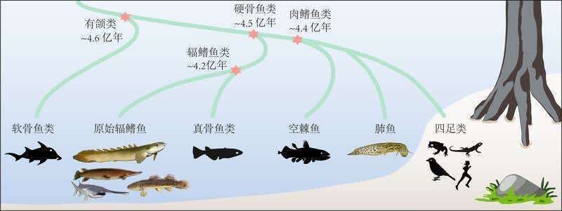 最貴的雷龍魚排名第一：探秘雷龍魚中的天價傳奇，最貴雷龍魚排名大揭秘