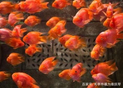 最貴的雷龍魚排名第一：探秘雷龍魚中的天價傳奇，最貴雷龍魚排名大揭秘