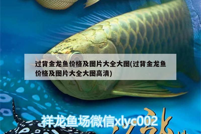 過背金龍魚價格及圖片大全大圖(過背金龍魚價格及圖片大全大圖高清)