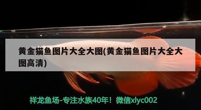 黃金貓魚圖片大全大圖(黃金貓魚圖片大全大圖高清)