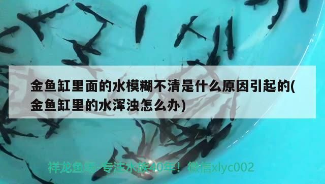 金魚缸里面的水模糊不清是什么原因引起的(金魚缸里的水渾濁怎么辦)