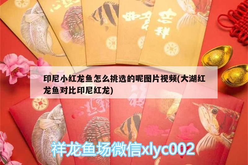 印尼小紅龍魚怎么挑選的呢圖片視頻(大湖紅龍魚對比印尼紅龍)