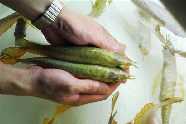 藍底b級過背金龍魚 藍底b級過背金龍魚 金龍魚百科 第2張