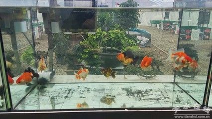 觀賞魚場養殖視屏自媒體（觀賞魚場的養殖視頻）