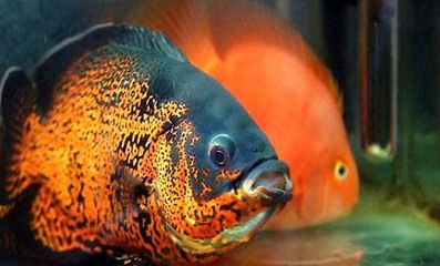 如何控制元寶鳳凰魚(yú)喂食量：如何控制元寶鳳凰魚(yú)喂食量的方法元寶鳳凰魚(yú)喂食量的方法 如何控制元寶鳳凰魚(yú)喂食量：如何控制元寶鳳凰魚(yú)喂食量的方法元寶鳳凰魚(yú)喂食量的方法 元寶鳳凰魚(yú)百科 第4張