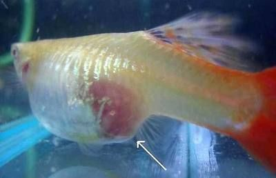 如何控制元寶鳳凰魚(yú)喂食量：如何控制元寶鳳凰魚(yú)喂食量的方法元寶鳳凰魚(yú)喂食量的方法 如何控制元寶鳳凰魚(yú)喂食量：如何控制元寶鳳凰魚(yú)喂食量的方法元寶鳳凰魚(yú)喂食量的方法 元寶鳳凰魚(yú)百科 第5張