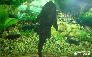 魚缸清潔工有什么品種，清道夫魚的飼養(yǎng)技巧
