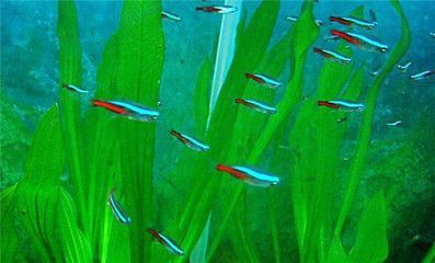熱帶魚(yú)缸和普通魚(yú)缸的區(qū)別，熱帶魚(yú)缸與普通魚(yú)缸價(jià)格對(duì)比