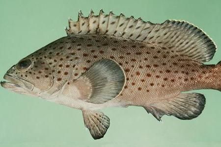 紅老虎魚(yú)蛋白質(zhì)來(lái)源選擇，紅老虎魚(yú)的蛋白質(zhì)來(lái)源時(shí)應(yīng)考慮以下幾個(gè)原則