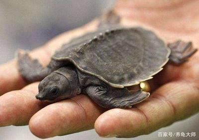 豬鼻龜?shù)霸趺捶趸贺i鼻龜孵化技術(shù)
