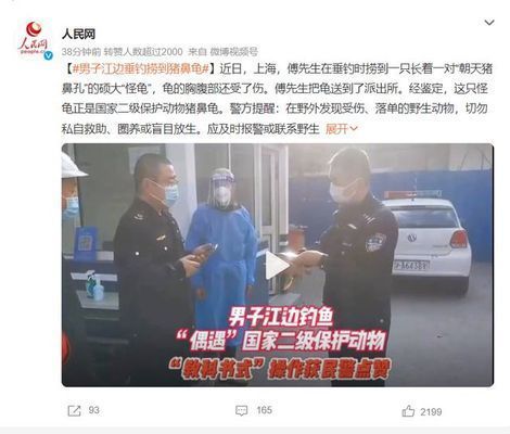 豬鼻龜是瀕危動物嗎為什么不能養：為什么豬鼻龜被禁止銷售