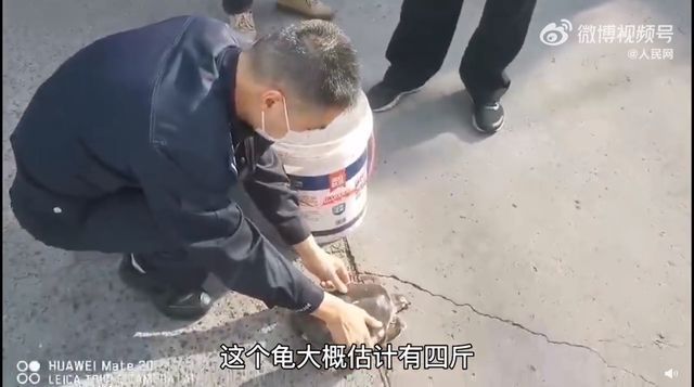 豬鼻龜是瀕危動物嗎為什么不能養：為什么豬鼻龜被禁止銷售