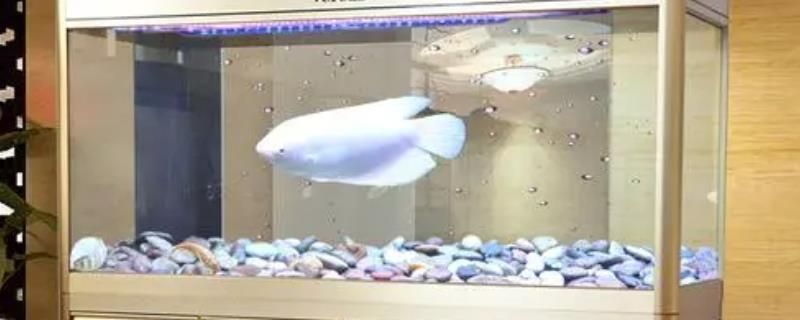 魚缸一般能用幾年更換，亞克力魚缸玻璃膠老化如何處理亞克力魚缸漏水修復方法