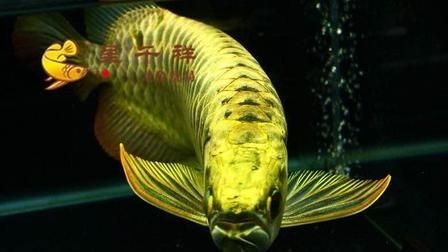 銀龍魚多大好養(yǎng)活(銀龍魚養(yǎng)大了值錢么)