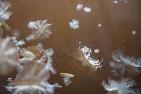 水族館壁紙（水族館動(dòng)態(tài)壁紙）