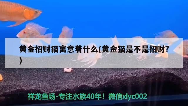 黃金招財貓寓意著什么(黃金貓是不是招財?)