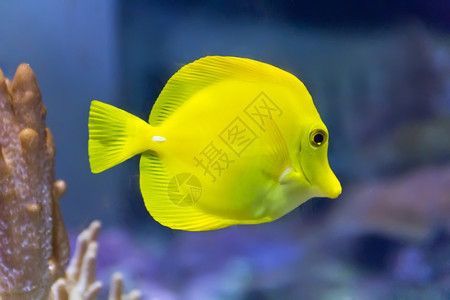 水族館壁紙（水族館動態壁紙） 水族館壁紙（水族館動態壁紙） 水族館百科（水族館加盟） 第5張