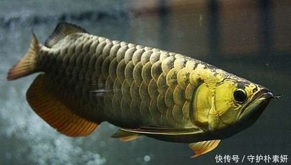 龍魚被咬不吃食怎么辦