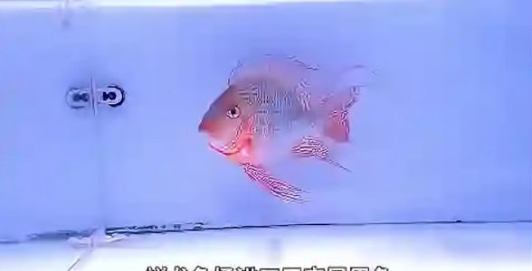 祥龍魚場獨家呈現：珍稀元寶鳳凰魚，觀賞魚界的璀璨明珠