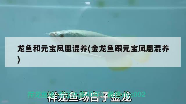 龍魚和元寶鳳凰混養(金龍魚跟元寶鳳凰混養) 龍魚和元寶鳳凰混養(金龍魚跟元寶鳳凰混養) 元寶鳳凰魚百科 第3張